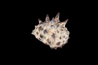 藏品(黃齒岩螺)的圖片